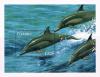 Colnect-4711-711-Common-dolphin.jpg