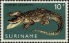 Colnect-4977-808-Spectacled-Caiman-Caiman-crocodilus.jpg