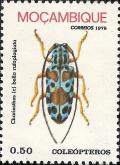 Colnect-1115-757-Longhorn-Beetle-Chariesthes-bella-rufoplagiata.jpg
