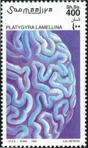 Colnect-5142-459-Hard-brain-coral-Platygyra-lamellina.jpg