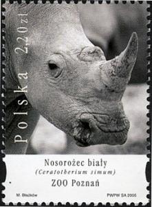 Colnect-1977-850-White-Rhinoceros-Ceratotherium-simum-Poznan-Zoo.jpg