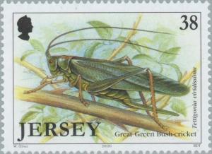 Colnect-127-989-Great-Green-Bush-Cricket-Tettigonia-viridissima.jpg