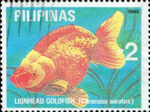 Colnect-2959-136-Lionhead-Goldfish-Carassius-gibelio-forma-auratus.jpg