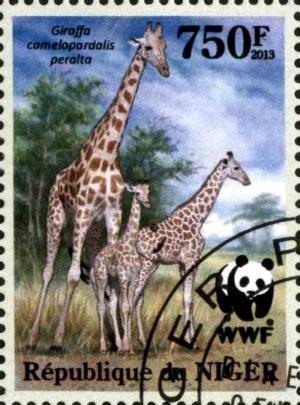 Colnect-3976-831-Giraffa-camelopardalis-peralta.jpg