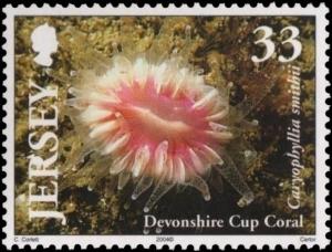 Colnect-4399-466-Devonshire-Cup-Caryophyllia-smithii-.jpg