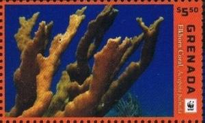 Colnect-4809-734-Elkhorn-coral-Acropora-palmata.jpg