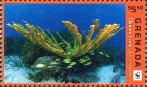 Colnect-4809-736-Elkhorn-coral-Acropora-palmata.jpg