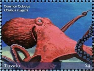 Colnect-6360-989-Common-Octopus.jpg