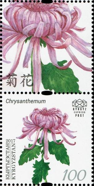 Colnect-4357-626-Chrysanthemum.jpg