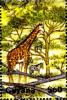 Colnect-3935-358-Giraffe-Giraffa-camelopardalis-Zebra-Equus-sp.jpg