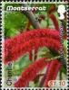 Colnect-1524-182-Chenille-Plant.jpg