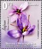Colnect-5132-349-Crocus-sativus.jpg