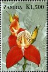 Colnect-2657-586-Disa-uniflora.jpg