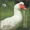 Colnect-4222-408-Muscovy-duck-Cairina-moschata.jpg