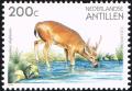 Colnect-2205-893-White-tailed-Deer-Odocoileus-virginianus.jpg