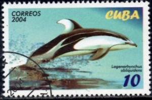 Colnect-1275-676-Pacific-White-sided-Dolphin-Lagenorhynchus-obliquidens.jpg