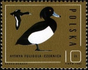 Colnect-1961-081-Tufted-Duck-Aythya-fuligula.jpg