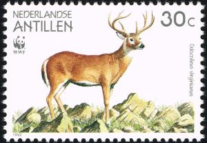 Colnect-2205-851-White-tailed-Deer-Odocoileus-virginianus.jpg
