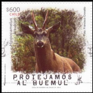 Colnect-2623-929-South-Andean-Deer-Hippocamelus-bisulcus.jpg