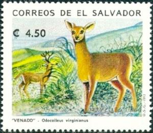 Colnect-2711-486-White-tailed-Deer-Odocoileus-virginianus.jpg