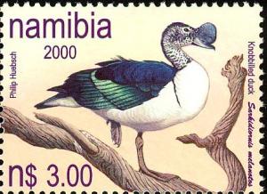 Colnect-2769-600-African-Comb-Duck-Sarkidiornis-melanotos.jpg
