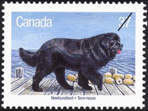 Colnect-2784-725-Newfoundland-Dog-Canis-lupus-familiaris.jpg