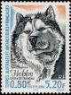 Colnect-887-014--Hobbs--Sled-Dog-Canis-lupus-familiaris.jpg