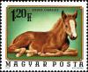 Colnect-4502-899-Horse-Equus-ferus-caballus.jpg