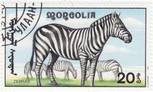 Colnect-1203-524-Burchell%E2%80%99s-Zebra-Equus-quagga-burchellii.jpg