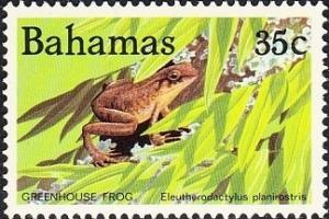 Colnect-1386-127-Greenhouse-Frog-Eleutherodactylus-planirostris.jpg