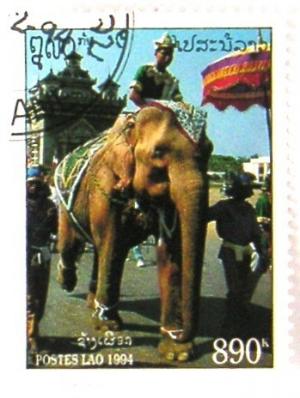 Colnect-532-930-White-Asian-Elephant-Elephas-maximus.jpg