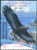Colnect-463-857-White-tailed-Eagle-Haliaeetus-albicilla.jpg