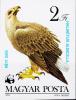 Colnect-5055-523-White-tailed-Eagle-Haliaeetus-albicilla.jpg