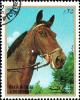 Colnect-5288-785-Horse-Equus-ferus-caballus.jpg
