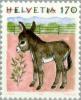 Colnect-141-219-Donkey-Equus-asinus-asinus.jpg