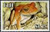 Colnect-1613-814-Fiji-Ground-Frog-Platymantis-vitianis.jpg