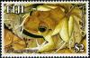 Colnect-1613-815-Fiji-Ground-Frog-Platymantis-vitianis.jpg