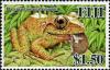 Colnect-1613-867-Giant-Fiji-ground-frog-Platymantis-megabotoniviti.jpg