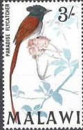 Colnect-488-558-African-Paradise-Flycatcher-Terpsiphone-viridis.jpg