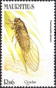 Colnect-2347-931-Cicada-Fractuosella-darwini.jpg