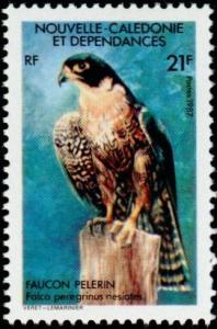 Colnect-854-525-Peregrine-Falcon-Falco-peregrinus-ssp-nesiotes.jpg