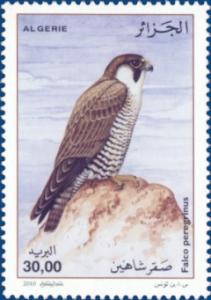Colnect-463-736-Peregrine-Falcon-Falco-peregrinus.jpg
