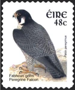 Colnect-1927-547-Peregrine-Falcon-Falco-peregrinus.jpg