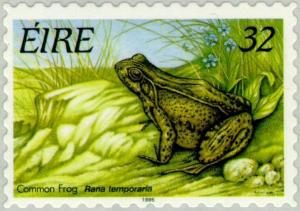 Colnect-129-277-Common-Frog-Rana-temporaria.jpg