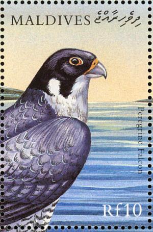 Colnect-1631-362-Peregrine-Falcon-Falco-peregrinus.jpg