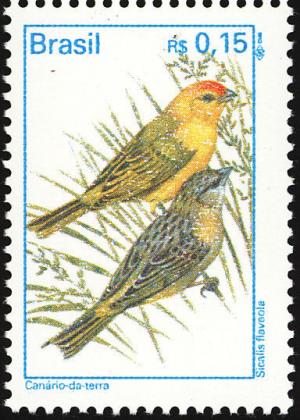 Colnect-1791-517-Saffron-Finch-Sicalis-flaveola.jpg