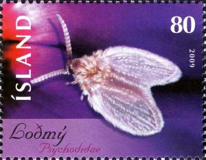 Colnect-3912-196-Moth-Fly-Psychodidae-sp.jpg