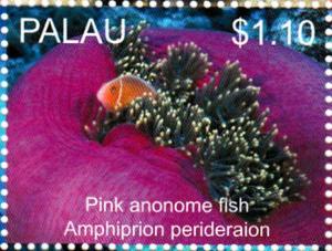 Colnect-4910-101-Pink-anemone-fish-Amphiprion-perideraion.jpg