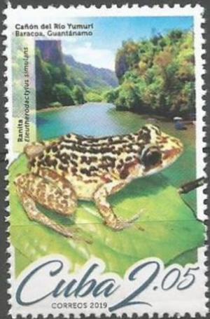 Colnect-5978-182-Rio-Yumuir-Canyon-Frog-Eleutherodactylus-simulans.jpg