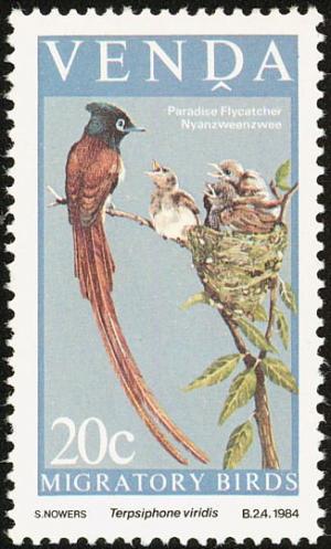 Colnect-751-634-African-Paradise-Flycatcher-Terpsiphone-viridis.jpg